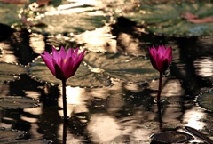 IMG_2177a1